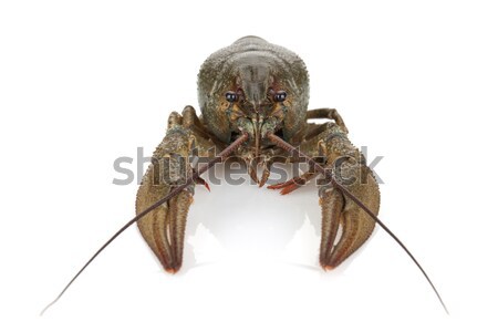 Crayfish Stock photo © karandaev