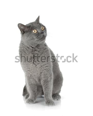 Chat gris isolé blanche oeil portrait [[stock_photo]] © karandaev