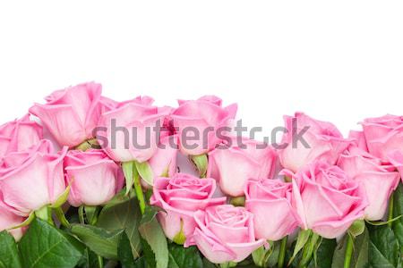 Día de san valentín rosa rosas aislado blanco superior Foto stock © karandaev