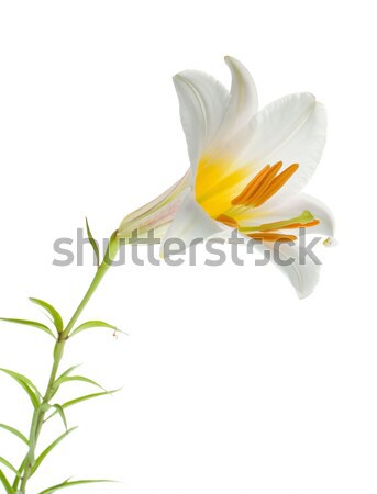 Stock fotó: Három · fehér · liliom · izolált · virág · tavasz