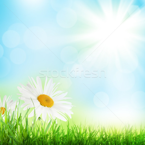 Résumé ensoleillée printemps herbe camomille fleurs Photo stock © karandaev