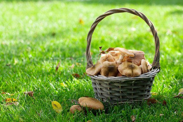Autumn mushrooms Stock photo © karandaev