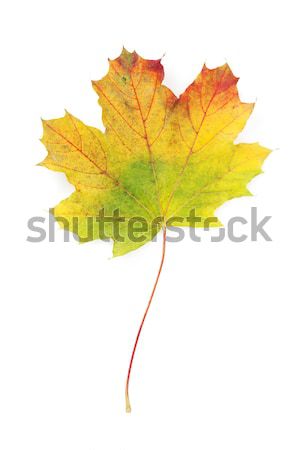Colorful autumn maple leaf Stock photo © karandaev
