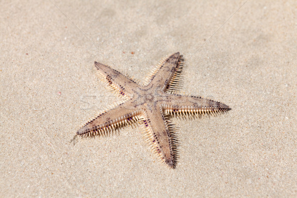 Seastar on the sand of the beach Stock photo © karandaev