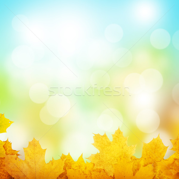 Jesienią klon pozostawia słoneczny bokeh lasu Zdjęcia stock © karandaev