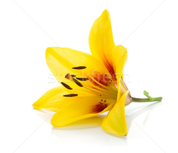 Yellow lily Stock photo © karandaev