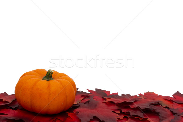 Autumn Time Background Stock photo © karenr