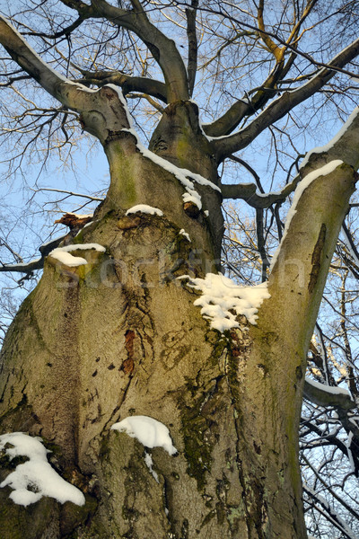 An old tree Stock photo © karin59
