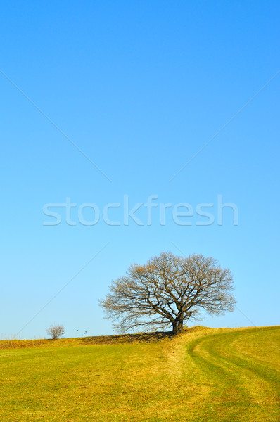 Tree in the spring Stock photo © karin59