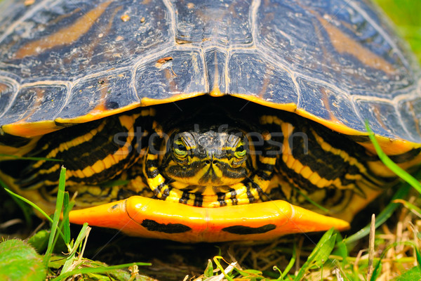 желтый Щеки хозяин ювелирные черепахи воды Сток-фото © karin59