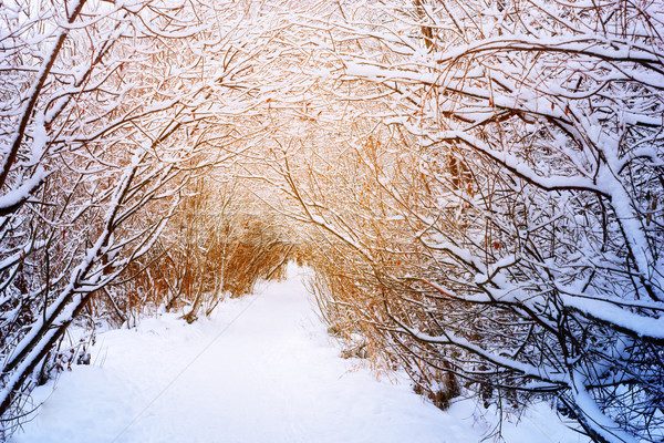 Pad winter bos hemel landschap sneeuw Stockfoto © Karpenkovdenis