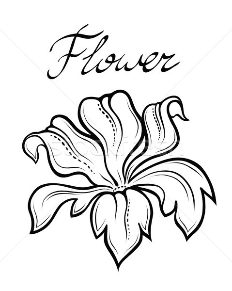 Vecteur décoratif été fleur vecteur fleur linéaire [[stock_photo]] © katya_sorokopudo