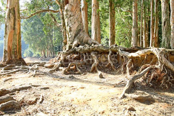 Buttress root on the ground Stock photo © kawing921