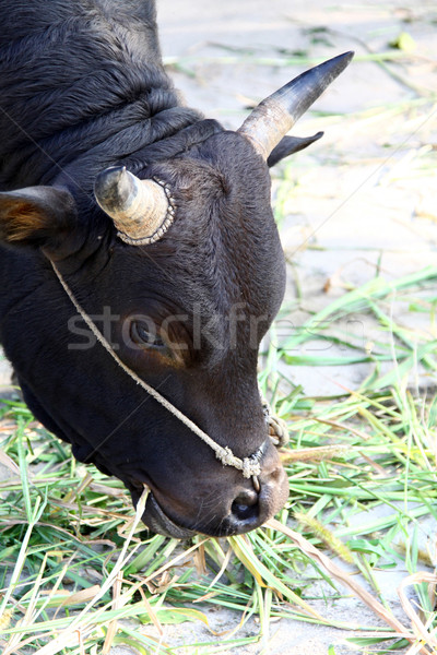 Cow eating grasses Stock photo © kawing921