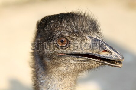 Foto stock: Avestruz · cabeça · cara · pássaro · acelerar · engraçado