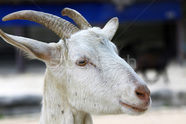 Goat, close-up. Stock photo © kawing921