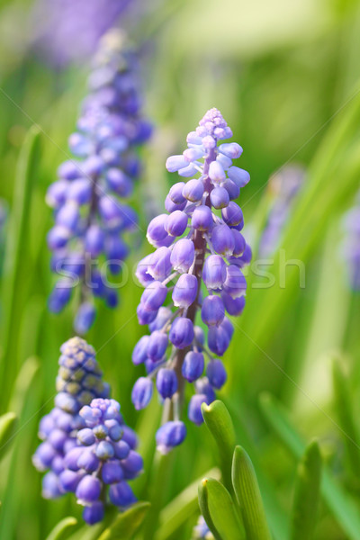 Grape hyacinth Stock photo © kawing921