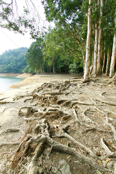 Buttress root on the ground Stock photo © kawing921