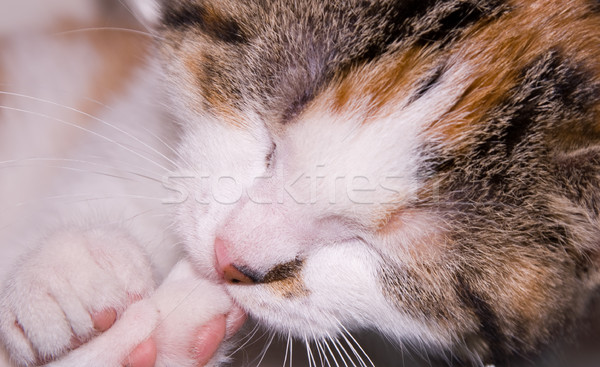 Kätzchen schlafen Vorderseite Rückseite paw Stock foto © kaycee