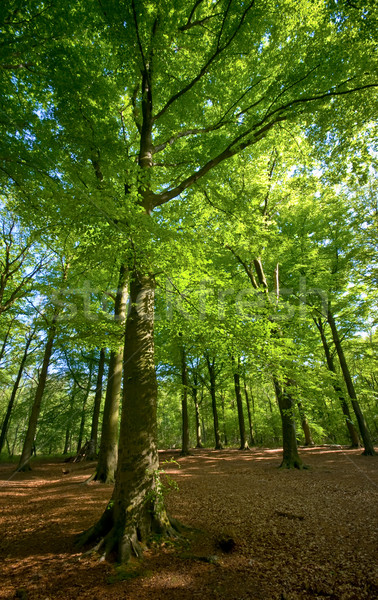 Grünen Wald hellen sonnig braun Stock Stock foto © kaycee