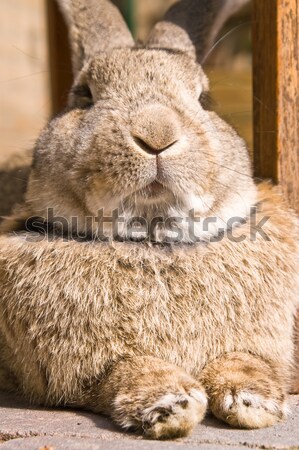 bossy bunny Stock photo © kaycee