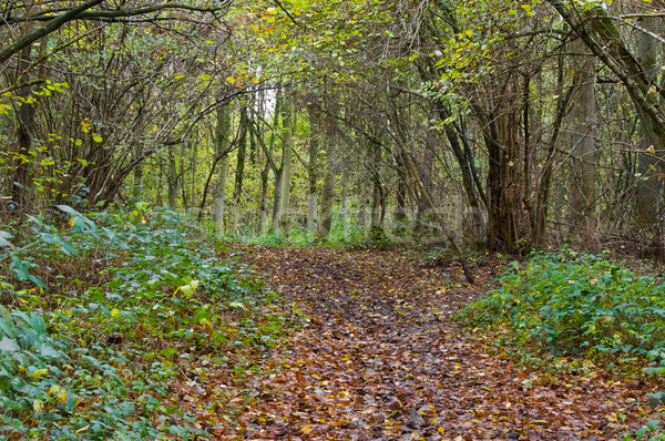 Herbst Wald Stück Farben Holz Natur Stock foto © kaycee