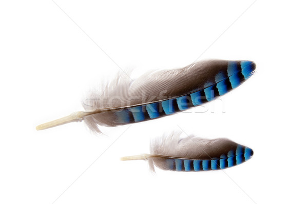 two feathers  Stock photo © kaycee