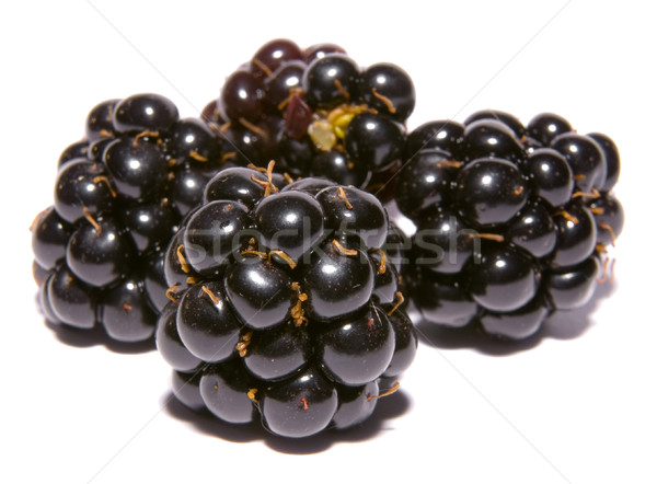 four blackberries  Stock photo © kaycee