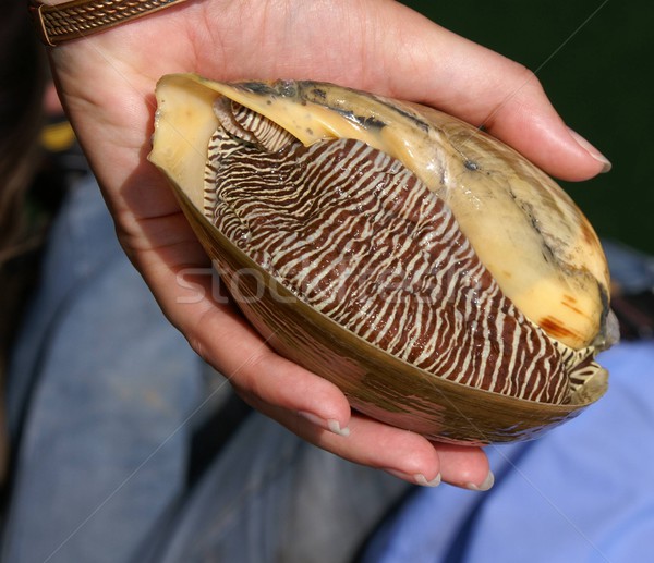 Foto stock: Tigre · mar · caracol · mão