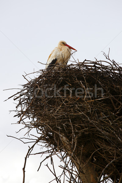 Stock photo: Stork sitting in the nest