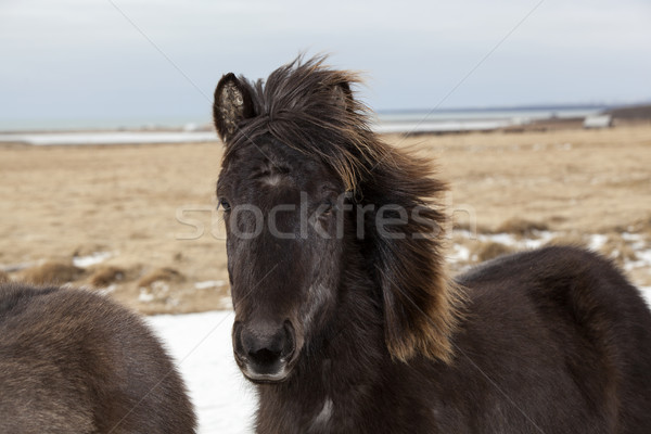 Portrait of a black Icelandic horse Stock photo © kb-photodesign