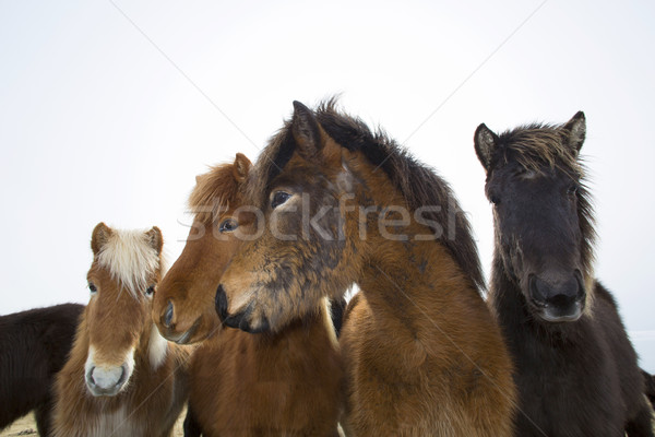 Stock photo: Curious Icelandic horses