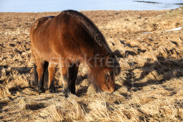 [[stock_photo]]: Brun · poney · prairie · Islande · printemps · herbe