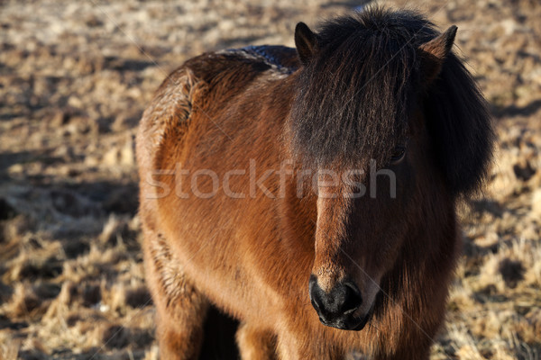 Brown Icelandic pony on a meadow Stock photo © kb-photodesign