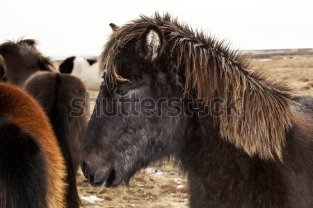 Portrait of a black Icelandic pony with brown mane Stock photo © kb-photodesign