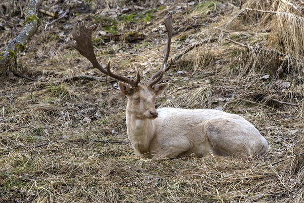 Stok fotoğraf: Albino · dolar · geyik · orman · park · koruma