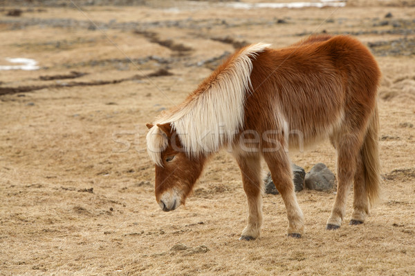 Portrait of a brown Icelandic horse  Stock photo © kb-photodesign