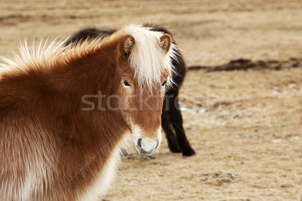 Portrait of an Icelandic pony with blonde mane Stock photo © kb-photodesign