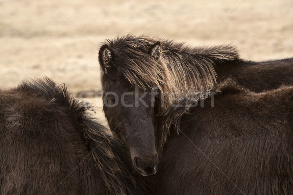 Black Icelandic horse Stock photo © kb-photodesign