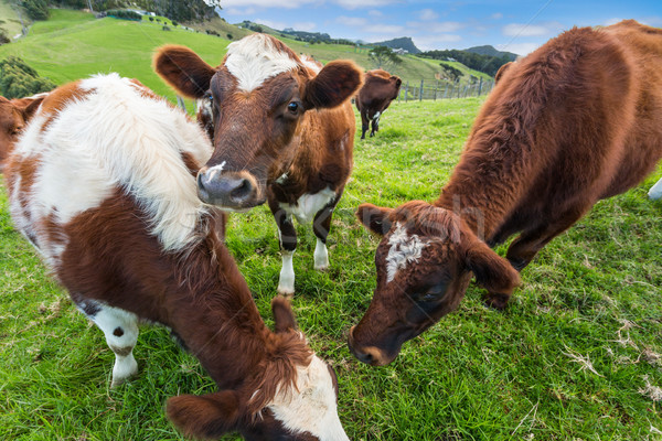 [[stock_photo]]: Vaches · manger · herbe · brun · ferme · visage