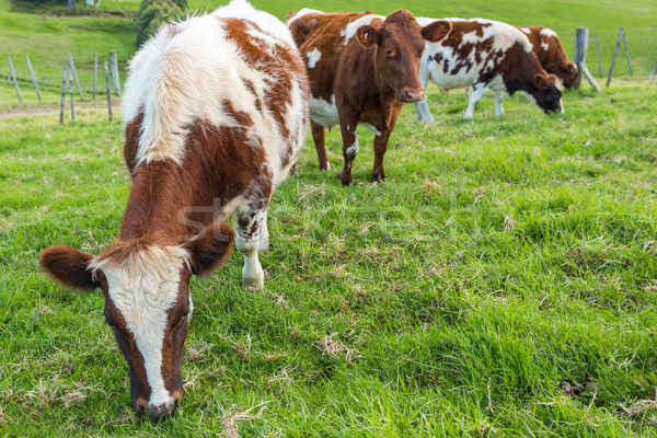 Bruin koeien eten gras groen gras gezicht Stockfoto © keeweeboy