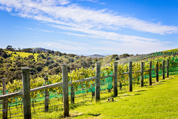 Wein Weinberg Trauben Reben blau Stock foto © keeweeboy