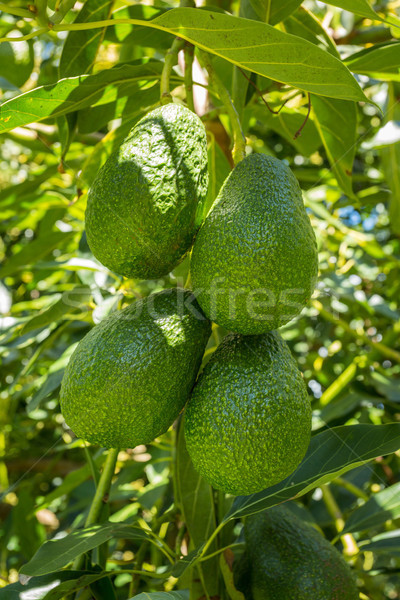 Avocados Hanging on Tree Stock photo © keeweeboy