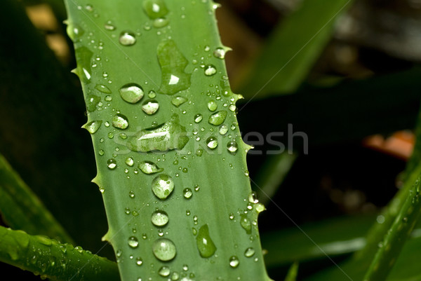 Aloë levendig groene plant regen Stockfoto © keko64
