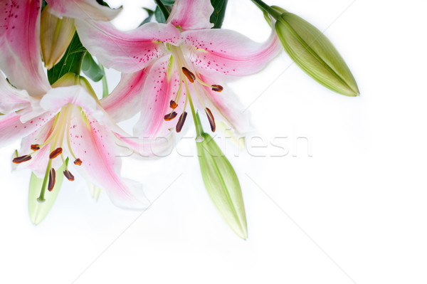 Zambak çiçekler köşe çerçeve beyaz bo Stok fotoğraf © keko64