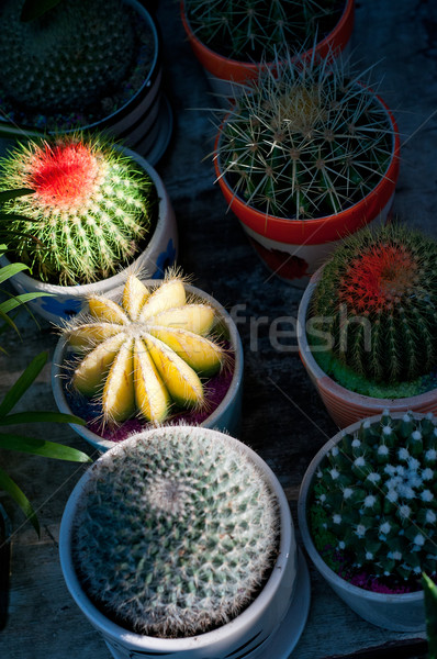 colorful cacti cactus plants Stock photo © keko64