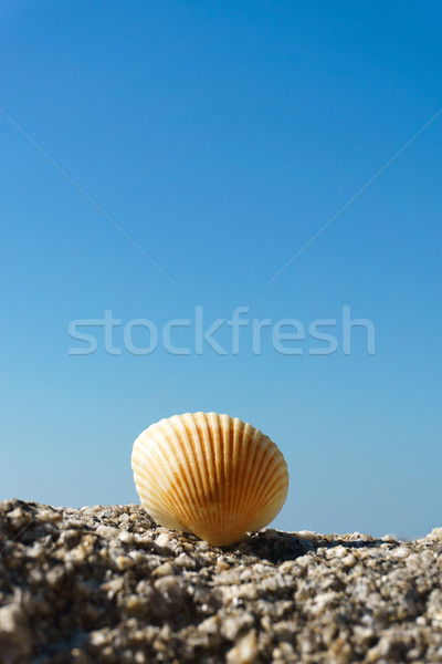 Seashell on rock Stock photo © kenishirotie