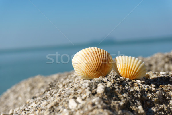 Seashells on rock Stock photo © kenishirotie