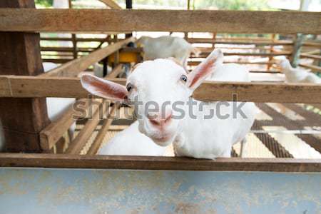 Козы фермы белый глазах молоко Сток-фото © kenishirotie