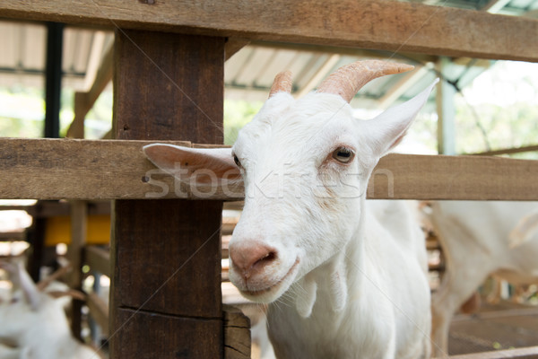 Goats in farm Stock photo © kenishirotie
